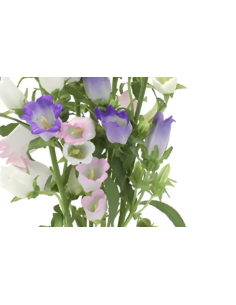 Campanula 10 Stem Bunch | Fresh Bellflower Wholesale