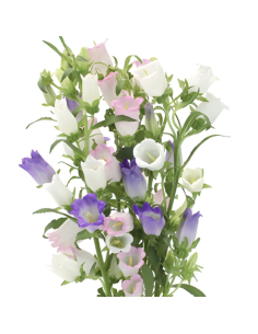 Campanula 10 Stem Bunch | Fresh Bellflower Wholesale 2