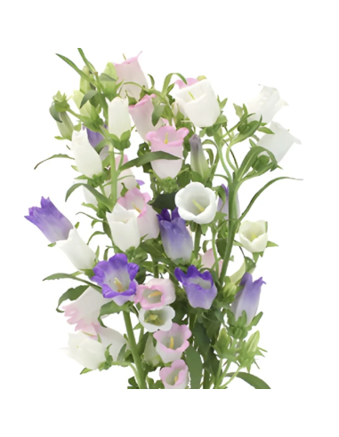 Campanula 10 Stem Bunch | Fresh Bellflower Wholesale