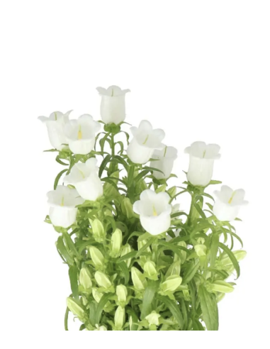 Campanula 10 Stem Bunch | Fresh Bellflower Wholesale