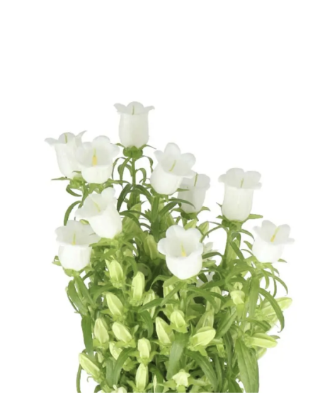 Campanula 10 Stem Bunch | Fresh Bellflower Wholesale
