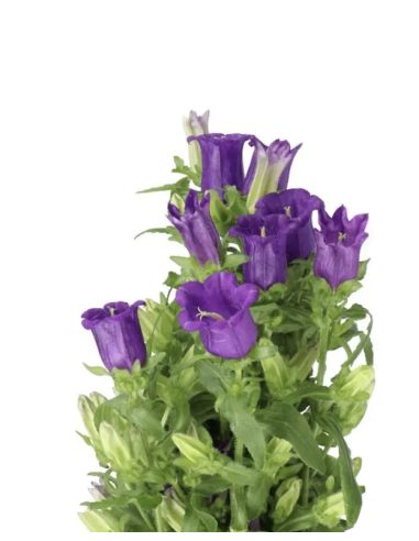 Campanula 10 Stem Bunch | Fresh Bellflower Wholesale