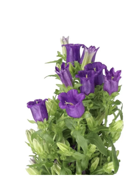 Campanula 10 Stem Bunch | Fresh Bellflower Wholesale