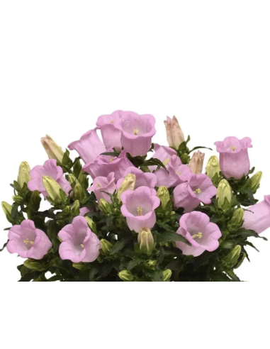 Campanula 10 Stem Bunch | Fresh Bellflower Wholesale