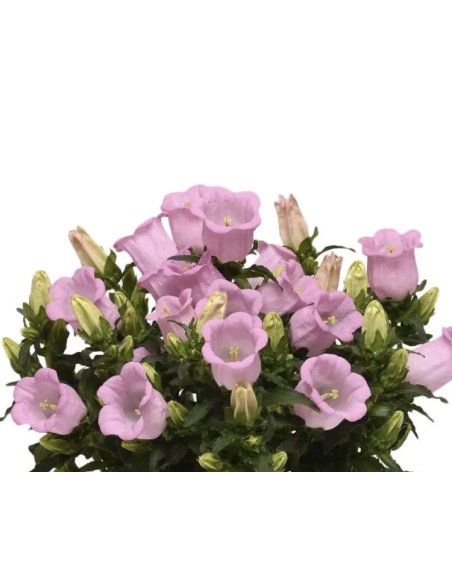 Campanula 10 Stem Bunch | Fresh Bellflower Wholesale