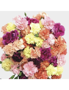 Assorted Carnations 25 Stem Bunch | Fresh Cut Wholesale Flowers