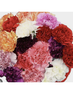 Assorted Carnations 25 Stem Bunch | Fresh Cut Wholesale Flowers 2