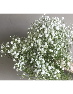 Fresh Baby's Breath Stems (Gyp Grower's Bunch) | Wholesale Fillers