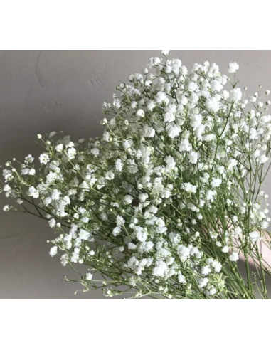 Fresh Baby's Breath Stems (Gyp Grower's Bunch) | Wholesale Fillers