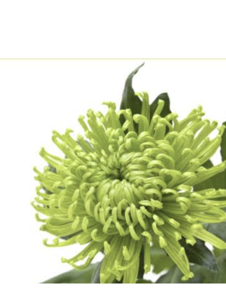 Cremones 10 Stem Bunch | Fresh Wholesale Chrysanthemums