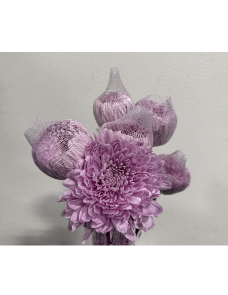 Cremones 10 Stem Bunch | Fresh Wholesale Chrysanthemums