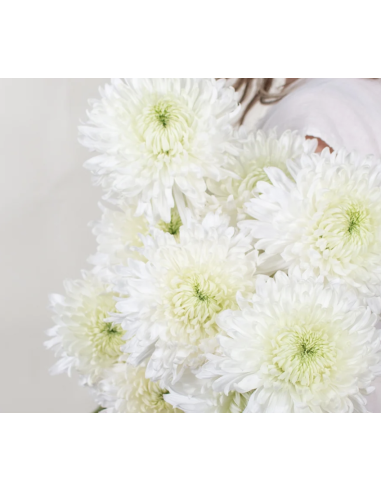 Cremones 10 Stem Bunch | Fresh Wholesale Chrysanthemums