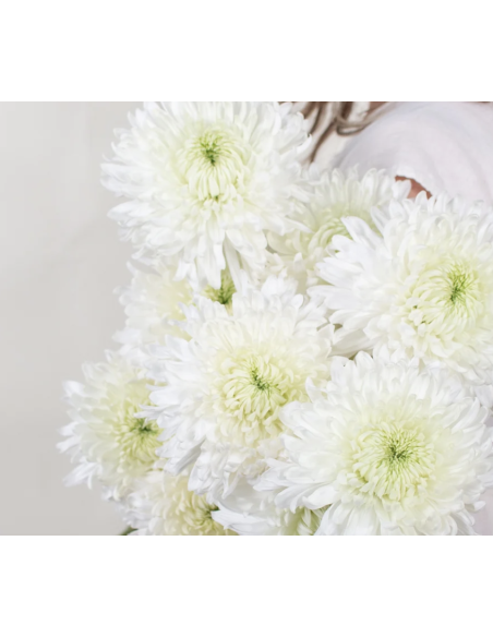 Cremones 10 Stem Bunch | Fresh Wholesale Chrysanthemums