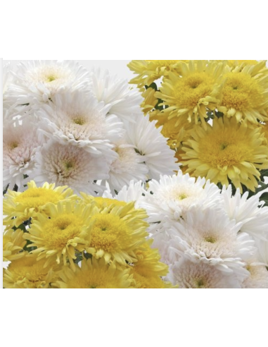 Cremones 10 Stem Bunch | Fresh Wholesale Chrysanthemums
