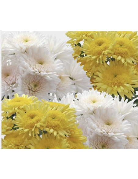 Cremones 10 Stem Bunch | Fresh Wholesale Chrysanthemums