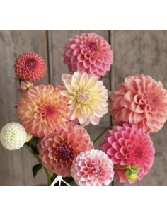 Dahlias 5-Stem Bunch | Fresh DIY Cut Flowers | Flower Bunches