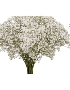 Fresh Baby's Breath Stems (Gyp Grower's Bunch) | Wholesale Fillers 2