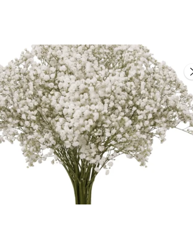 Fresh Baby's Breath Stems (Gyp Grower's Bunch) | Wholesale Fillers