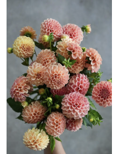 Dahlias 5-Stem Bunch | Fresh DIY Cut Flowers | Flower Bunches 2