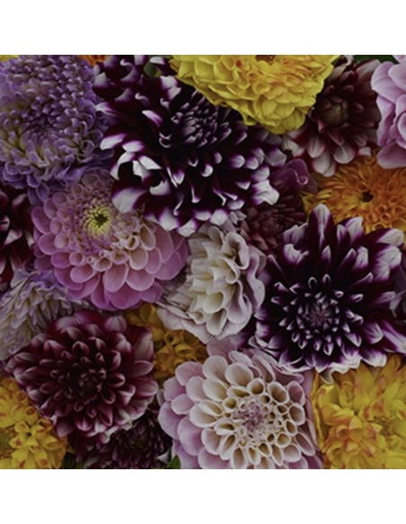Dahlias 5-Stem Bunch | Fresh DIY Cut Flowers | Flower Bunches