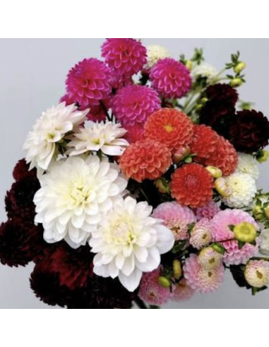Dahlias 5-Stem Bunch | Fresh DIY Cut Flowers | Flower Bunches