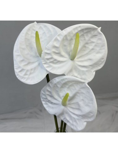 Fresh Anthurium Stems (Red, Green, Blush) | Wholesale Flowers