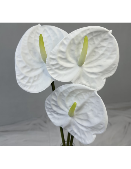 Fresh Anthurium Stems (Red, Green, Blush) | Wholesale Flowers