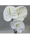 Fresh Anthurium Stems (Red, Green, Blush) | Wholesale Flowers