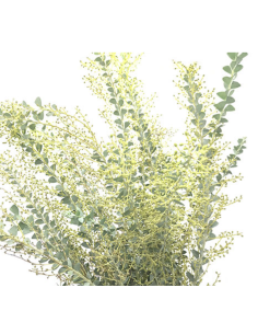 Fresh Acacia Knifeblade Foliage | Wholesale Specialty Greenery 2