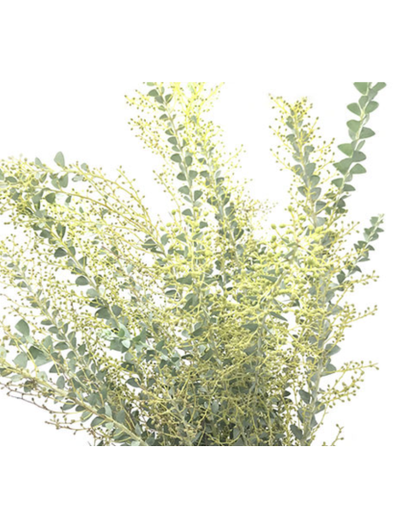 Fresh Acacia Knifeblade Foliage | Wholesale Specialty Greenery