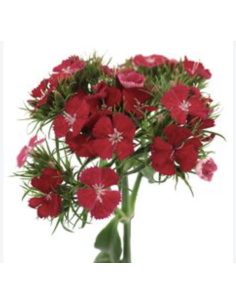 Fresh Gypsy Dianthus Stems (10 Stem Bunch) | Wholesale Fillers
