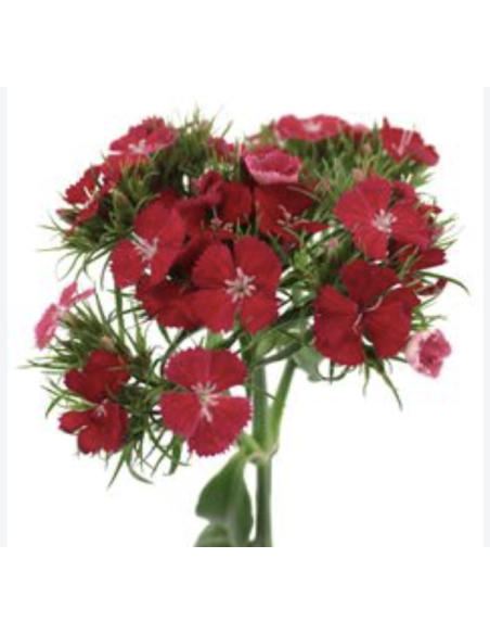 Fresh Gypsy Dianthus Stems (10 Stem Bunch) | Wholesale Fillers
