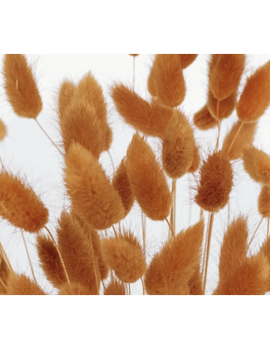 Tinted Bunnytail Grass – Generous Grower's Bunch | Dry Floral Accents