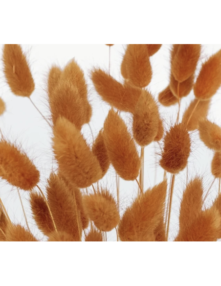 Tinted Bunnytail Grass – Generous Grower's Bunch | Dry Floral Accents