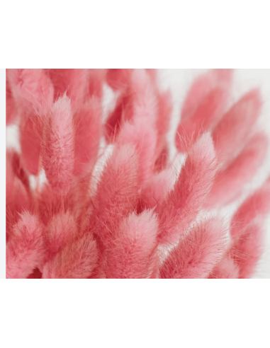 Tinted Bunnytail Grass – Generous Grower's Bunch | Dry Floral Accents
