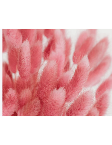 Tinted Bunnytail Grass – Generous Grower's Bunch | Dry Floral Accents
