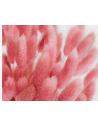 Tinted Bunnytail Grass – Generous Grower's Bunch | Dry Floral Accents