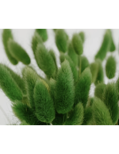 Tinted Bunnytail Grass – Generous Grower's Bunch | Dry Floral Accents