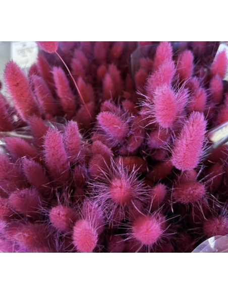 Tinted Bunnytail Grass – Generous Grower's Bunch | Dry Floral Accents