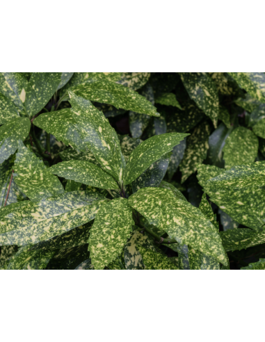 Buy Fresh Acuba Growers Bunch Online | Foliage & Greenery – Flower Bunches