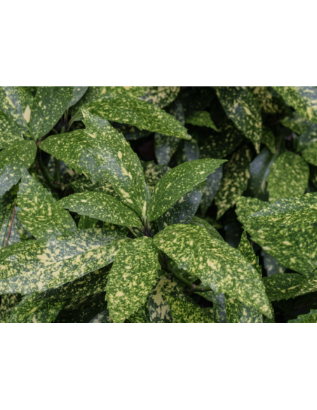 Buy Fresh Acuba Growers Bunch Online | Foliage & Greenery – Flower Bunches