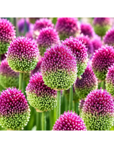 Buy Fresh Allium Drumstick Online | Purple Globe Flowers – Flower Bunches