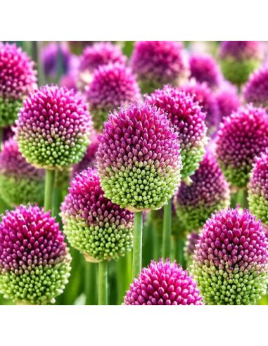 Buy Fresh Allium Drumstick Online | Purple Globe Flowers – Flower Bunches