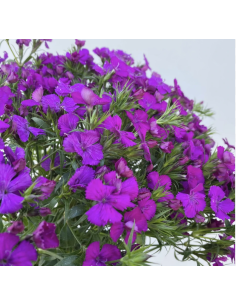 Fresh Gypsy Dianthus Stems (10 Stem Bunch) | Wholesale Fillers 2