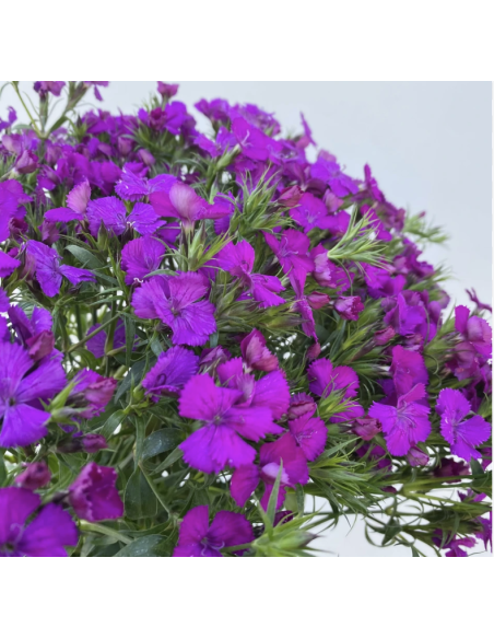 Fresh Gypsy Dianthus Stems (10 Stem Bunch) | Wholesale Fillers