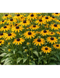 Buy Fresh Black Eyed Susan 10 Stems Online | Flower Bunches