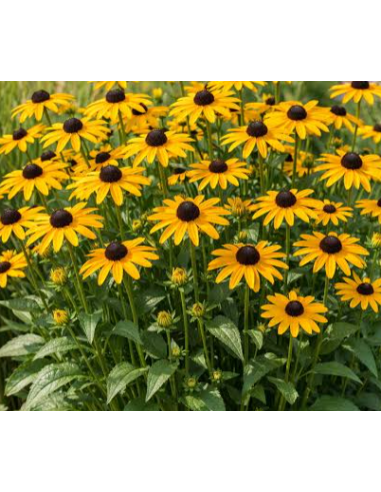 Buy Fresh Black Eyed Susan 10 Stems Online | Flower Bunches