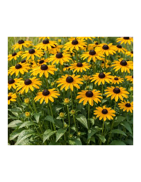 Buy Fresh Black Eyed Susan 10 Stems Online | Flower Bunches