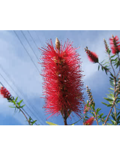 Buy Fresh Bottlebrush Red Growers Bunch Online | Flower Bunches