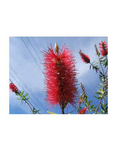 Buy Fresh Bottlebrush Red Growers Bunch Online | Flower Bunches